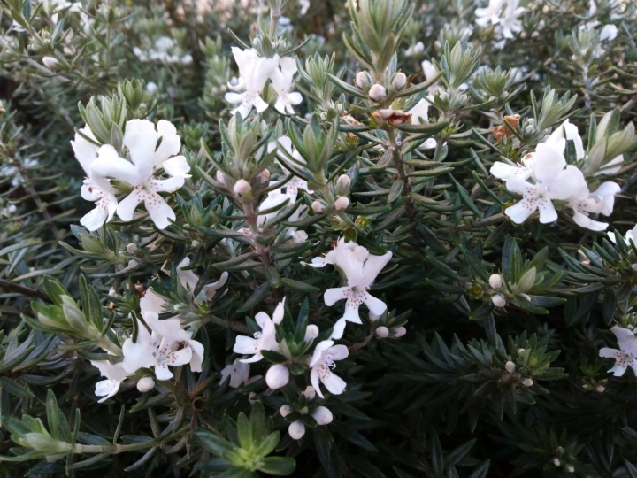 Imagen - Review: MyWigo City 3, un smartphone atractivo a un precio ajustado