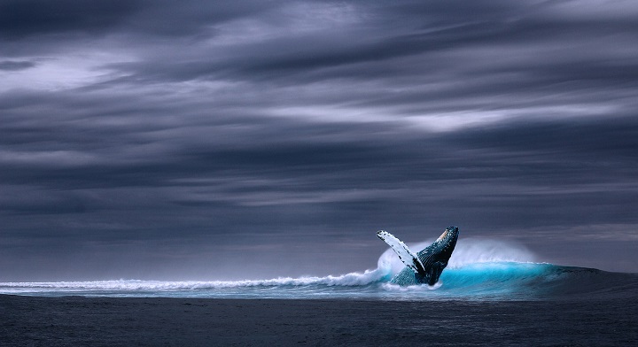 Imagen - "Ballena azul", el peligroso juego virtual que se propaga por la Red