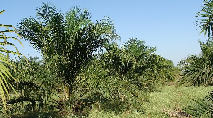 Imagen - Aceitedepalma.org, la web para consultar sobre el aceite de palma