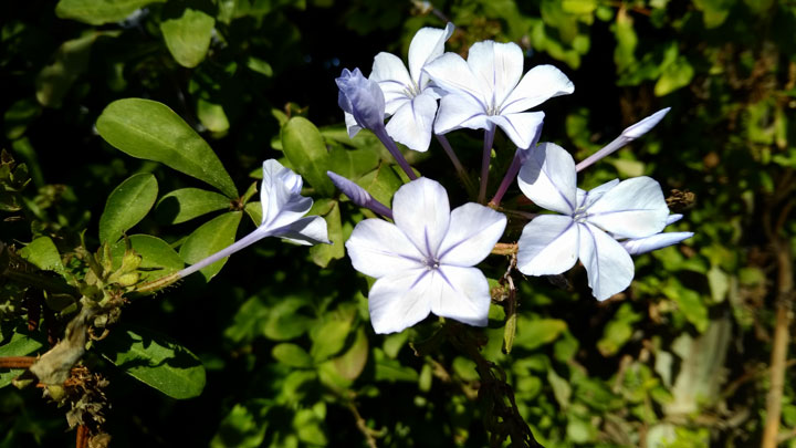 Imagen - Review: Asus Zenfone 4 Selfie Pro, un m&oacute;vil con muchas sorpresas