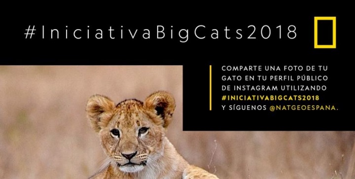 Imagen - Iniciativa Big Cats 2018, fotos de gatos en Instagram para salvar a los grandes felinos