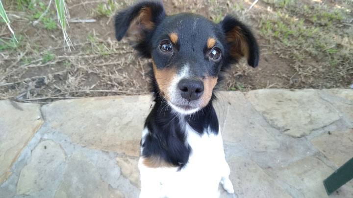 Imagen - Review: Asus Zenfone 4 Selfie Pro, un m&oacute;vil con muchas sorpresas