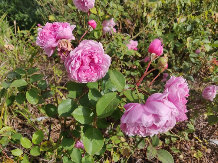 Imagen - Review: OnePlus 6T, lector de huellas en pantalla y mini notch para un móvil detallista