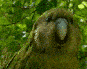 Imagen - Conoce los 10 GIFs más usados por los usuarios de Tinder