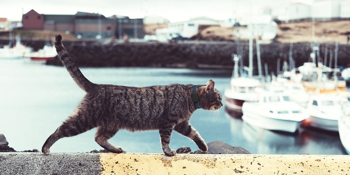 Imagen - Invoxia Pet Tracker, el dispositivo con GPS para monitorizar la actividad de tus mascotas