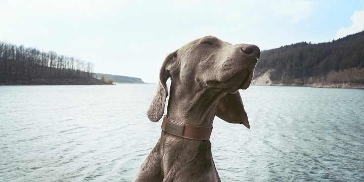 Imagen - Invoxia Pet Tracker, el dispositivo con GPS para monitorizar la actividad de tus mascotas