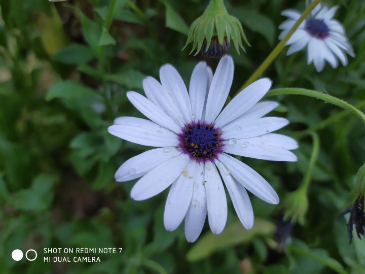 Imagen - Review: Xiaomi Redmi Note 7, no tiene rival en precio pero... ¿y en lo demás?