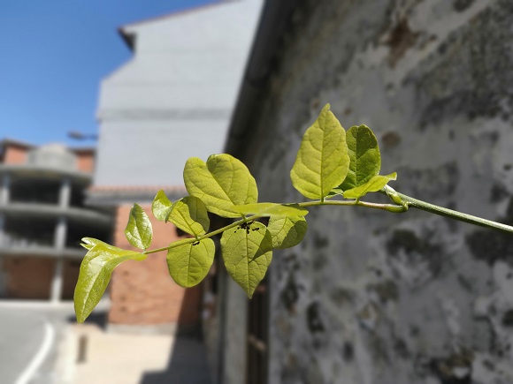Imagen - Review: Oppo Reno, c&aacute;mara retr&aacute;ctil estilo tibur&oacute;n y mucho m&aacute;s
