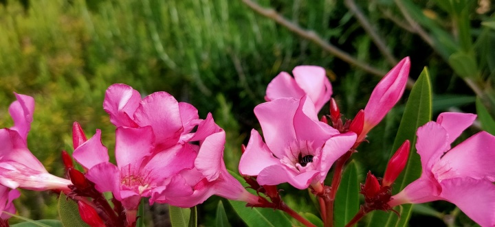 Imagen - Review: Oppo Reno 10x Zoom, la aleta de tiburón más rápida del océano