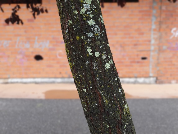 Imagen - Review: Samsung Galaxy S10e, potencia y calidad en un tamaño compacto