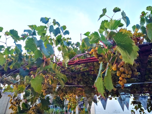 Imagen - Review: Neffos X20, dise&ntilde;o moderno para un gama de entrada