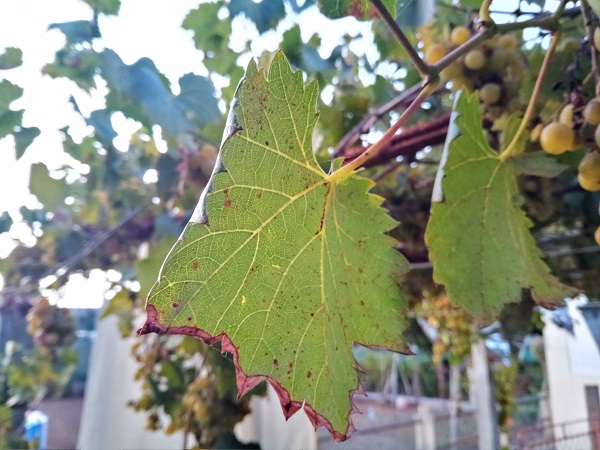 Imagen - Review: Neffos X20, dise&ntilde;o moderno para un gama de entrada