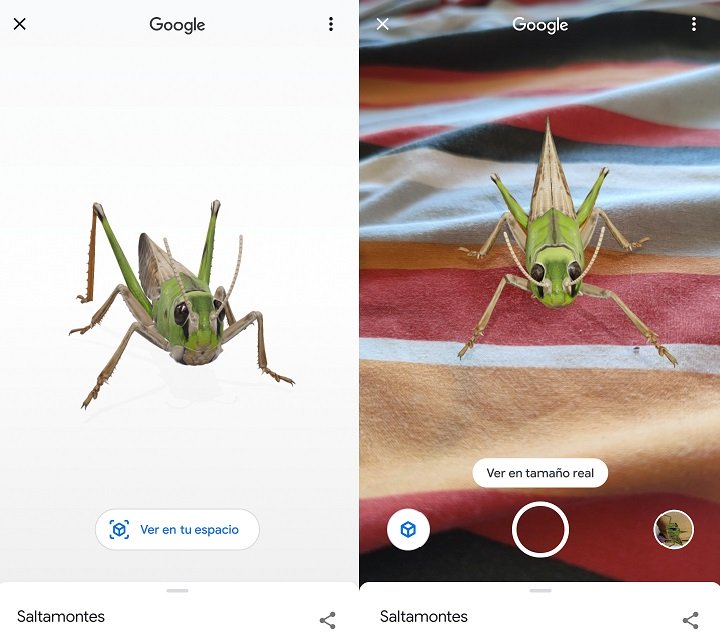 Imagen - Cómo ver insectos en 3D con Google
