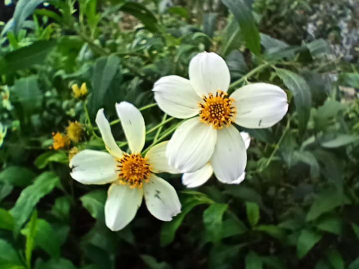 Imagen - Realme 7i, an&aacute;lisis con ficha t&eacute;cnica y precio