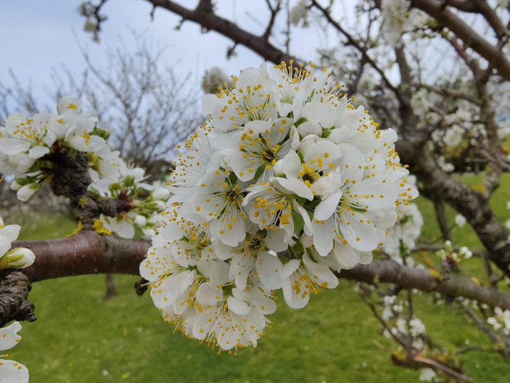 Imagen - OnePlus 9 Pro, análisis con opinión y precio