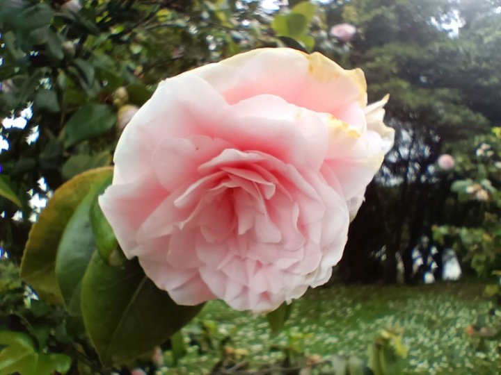 Imagen - Realme 8 5G, análisis con especificaciones, opinión y precio