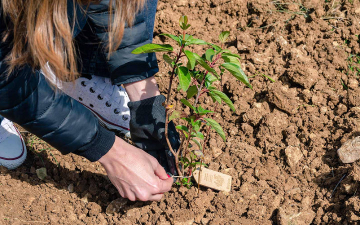 Imagen - Pepephone plantará un árbol por cada cliente invitado