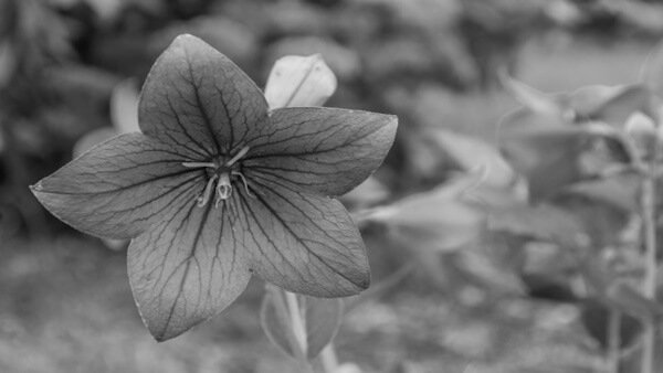 Imagen - Cómo convertir una imagen en color a en blanco y negro