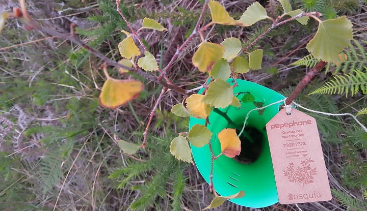 Imagen - ¡Casi 12.000 árboles plantados! El bosque de Pepephone está repoblando los montes