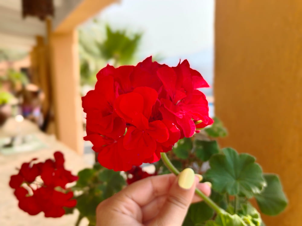 Imagen - Vivo V29 Lite 5G, análisis con opinión y precio