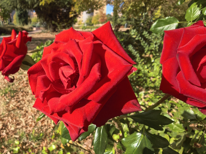 Imagen - Huawei Pura 80 Pro, análisis con opinión y precio