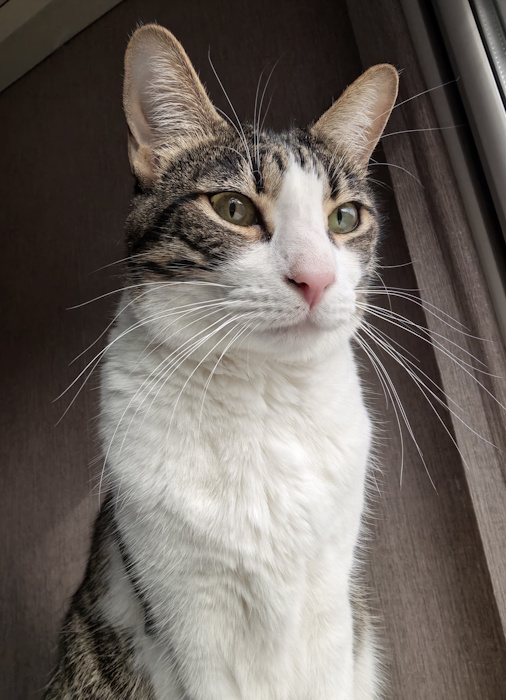 Imagen - Huawei Pura 80 Pro, análisis con opinión y precio