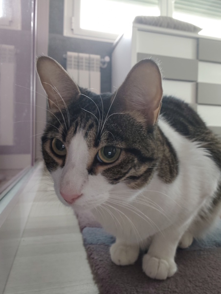 Imagen - Motorola Edge 70, análisis con opinión y precio