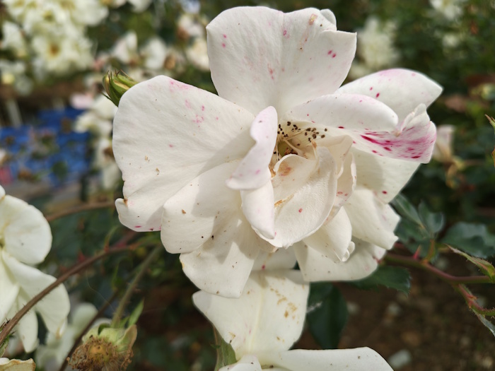 Imagen - Motorola Edge 70, análisis con opinión y precio