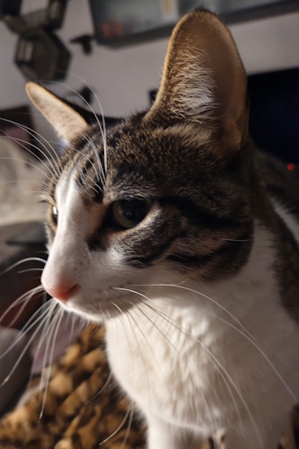 Imagen - Oppo Find X9 Pro, análisis con opinión y precio