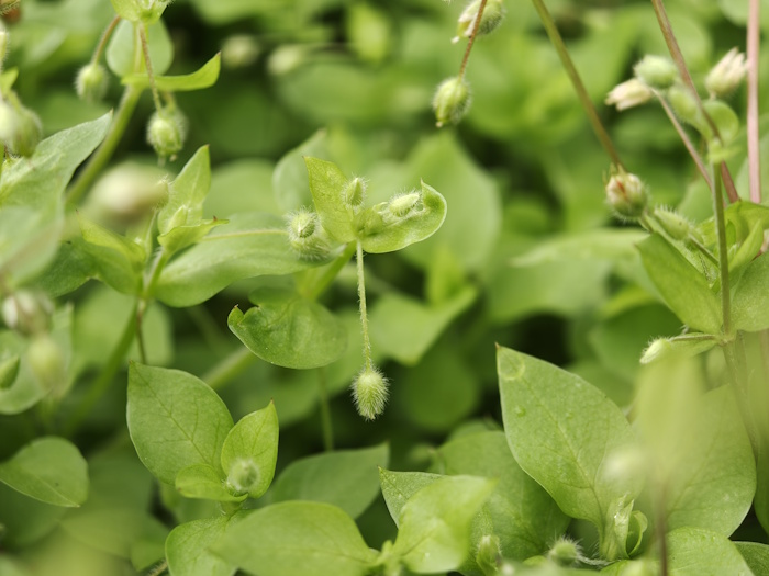 Imagen - Oppo Find X9 Pro, análisis con opinión y precio