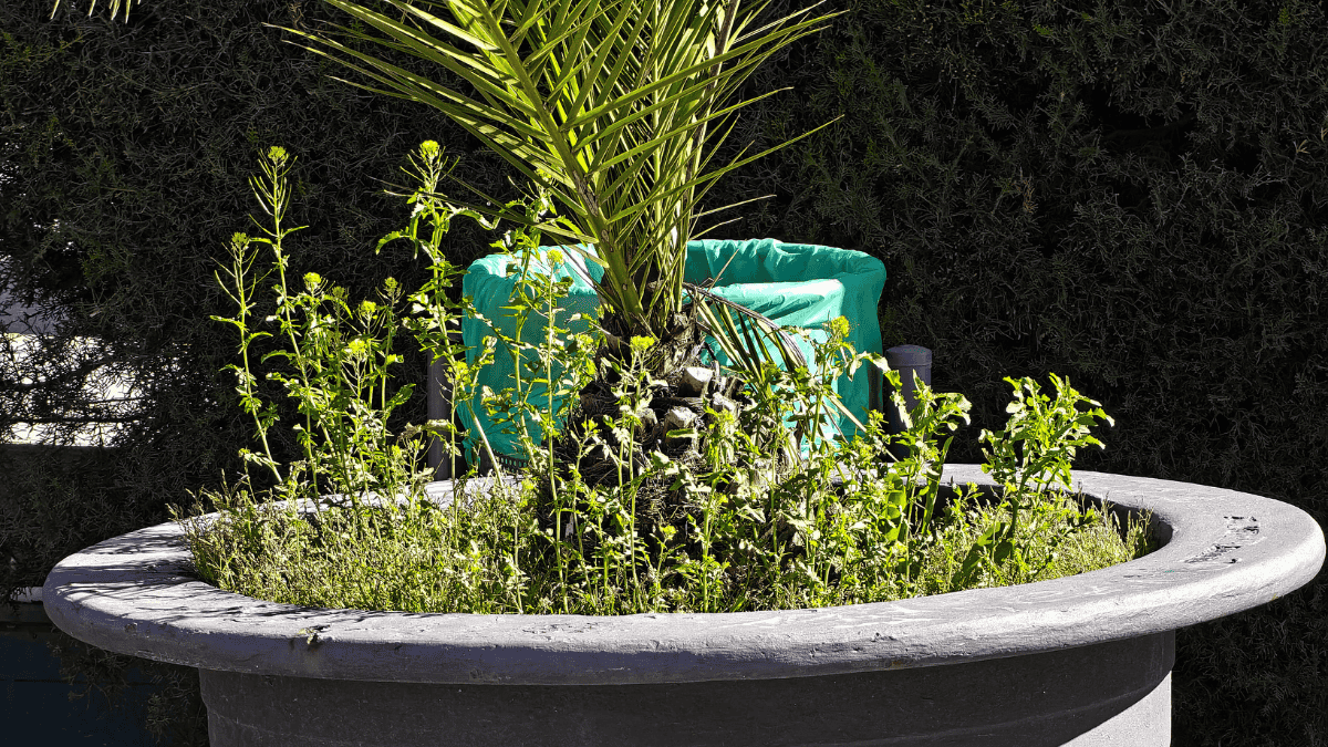 Imagen - Realme 16 Pro Plus 5G, an&aacute;lisis con opini&oacute;n y precio