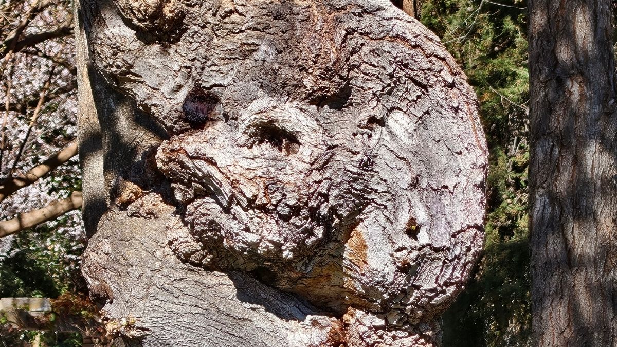 Imagen - Review: Vivo V70, an&aacute;lisis con opini&oacute;n y precio