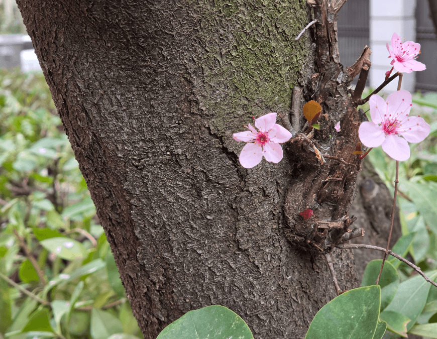 Imagen - Samsung Galaxy S26 Ultra, an&aacute;lisis con opini&oacute;n y precio