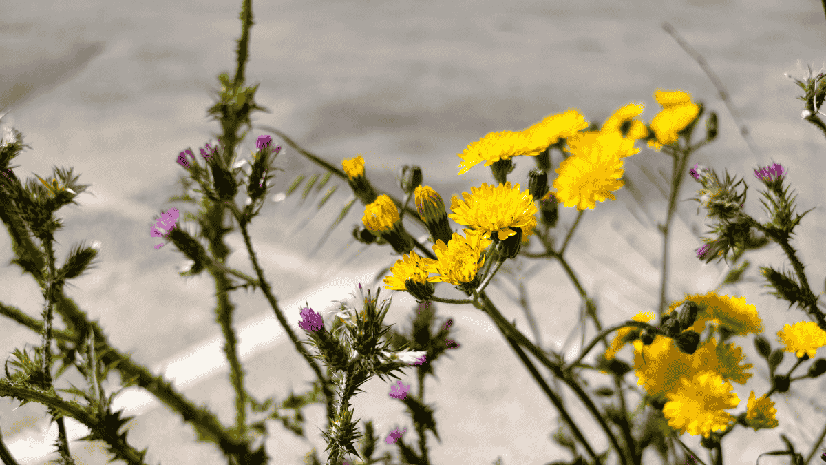 Imagen - Vivo X300 Ultra, an&aacute;lisis con opini&oacute;n y precio